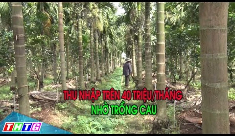 Khởi nghiệp Trồng Cau cho thu nhập trên 40 triệu/tháng