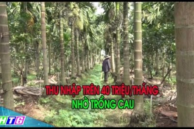 Khởi nghiệp Trồng Cau cho thu nhập trên 40 triệu/tháng