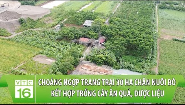 Trang trại 30 ha chăn nuôi bò kết hợp trồng cây ăn quả, dược liệu tại Lý Nhân, Hà Nam