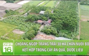 Trang trại 30 ha chăn nuôi bò kết hợp trồng cây ăn quả, dược liệu tại Lý Nhân, Hà Nam