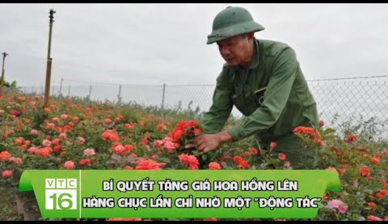 Bí quyết tăng giá hoa hồng lên hàng chục lần chỉ nhờ một 'động tác'