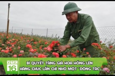 Bí quyết tăng giá hoa hồng lên hàng chục lần chỉ nhờ một 'động tác'