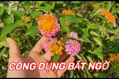 Cây Bông ổi, Trâm ổi, Thơm ổi, Hoa ngũ sắc, Tứ quý ( HOA NGŨ SẮC)- TÁC DỤNG bất ngờ ít người biết của loại cây mọc dại