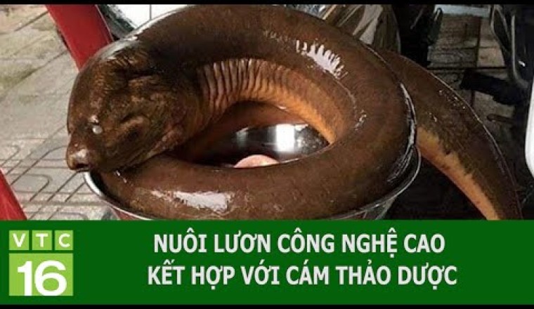 NUÔI LƯƠN CÔNG NGHỆ CAO KẾT HỢP VỚI CÁM THẢO DƯỢC