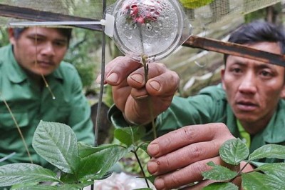 Vì sao sâm Ngọc Linh tại Kon Tum chết hàng loạt?