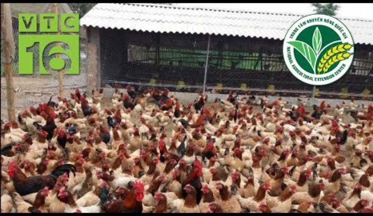 Khám phá trang trại nuôi 5.000 gà tại Huyện Lạc Thuỷ, Hoà Bình