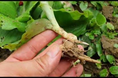 HẾT ĐAU NHỨC XƯƠNG KHỚP, THOÁI HÓA KHỚP, VIÊM KHỚP, TÊ BÌ CHÂN TAY VỚI RƯỢU ĐỊA LIỀN .