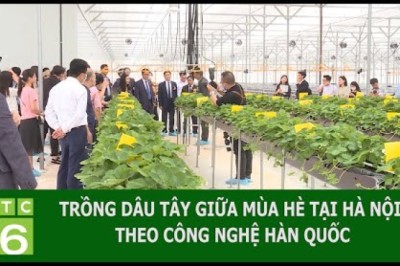 TRỒNG DÂU TÂY GIỮA MÙA HÈ TẠI HÀ NỘI THEO CÔNG NGHỆ HÀN QUỐC