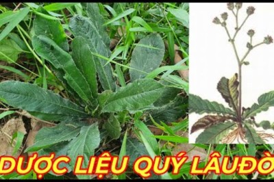 CÂY CHỈ THIÊN - AI CŨNG NÊN BIẾT LOẠI CÂY NÀY loài cây mọc dại quen thuộc.
