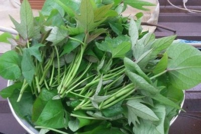 Thứ rau bổ hơn củ khoai lang 10 lần, giúp thanh lọc nội tạng mà người Nhật cực thích
