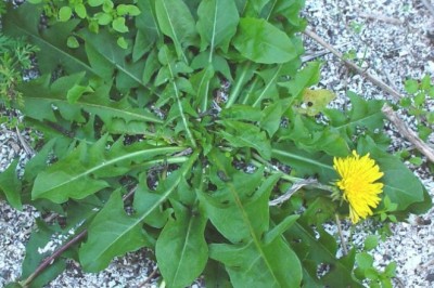 Cây bồ công anh lùn, bồ công anh thấp, bồ công anh trung quốc, bồ công anh châu âu