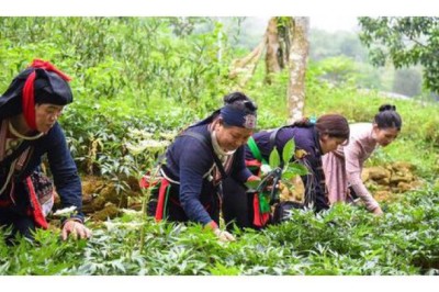 Cho vay vốn Dự án đầu tư, hỗ trợ phát triển vùng trồng dược liệu quý