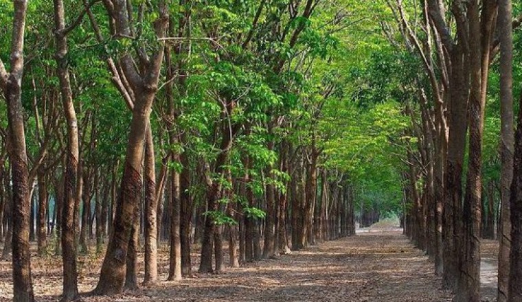 Hỏi đáp: Trường hợp nào không được chuyển đất trồng cây lâu năm sang đất ở?