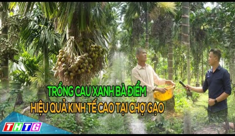 Mô hình trồng cau xanh Bà Điểm cho hiệu quả kinh tế cao tại Chợ Gạo