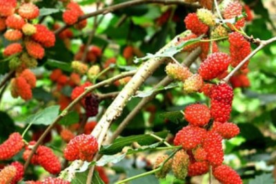 5 loại cây trồng trong dương trạch, không nghèo cũng bại vong', đó là 5 cây gì?