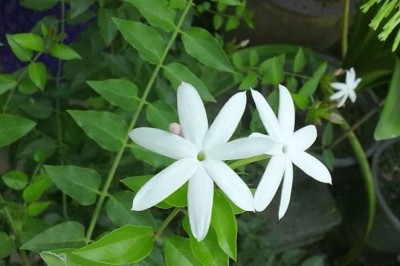 Lợi ích khi uống Chè Vằng