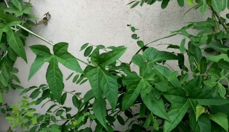 Cây Chìa vôi cây thuốc vị thuốc cứu tinh của bệnh nhân đau xương khớp