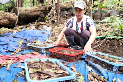 Đã xác định nguyên nhân sâm Ngọc Linh chết hàng loạt