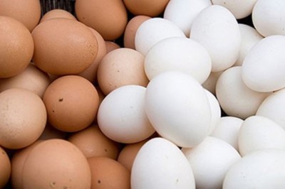 Bất ngờ: Tìm thấy kháng thể chống Covid-19 trong loài gia cầm phổ biến ở Việt Nam