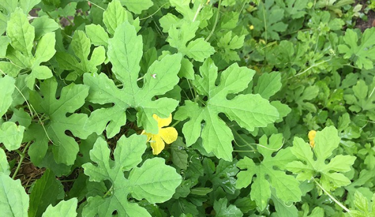 Nóng: EU cảnh báo tồn dư chất cấm trong lá cây mướp đắng