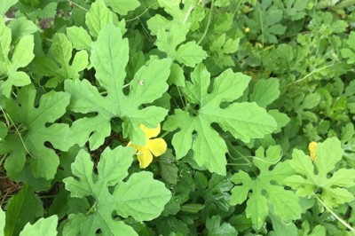 Nóng: EU cảnh báo tồn dư chất cấm trong lá cây mướp đắng