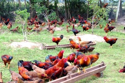 Quy trình chăn nuôi gà hữu cơ
