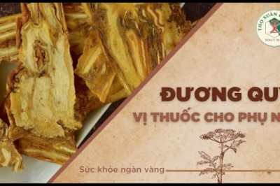 Đương quy - Vị thuốc cho phụ nữ, câu chuyện về đương quy