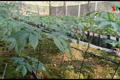 Sâm ngọc linh trên đất Sơn La