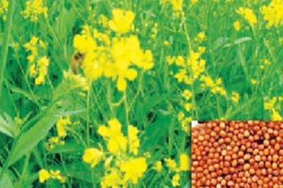 Vị thuốc Bạch giới tử tác dụng trừ đờm, trị ho, tiêu độc
