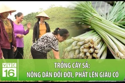 Trồng cây sả: Nông dân đổi đời, phất lên giàu có