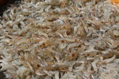 Ăn tôm đồng hay tôm biển tốt hơn? Chuyên gia giải đáp và phân tích chi tiết