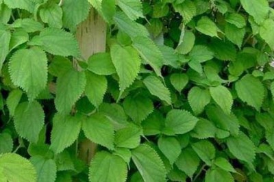 Bài thuốc từ cây cỏ vườn nhà giúp hàng trăm cặp vô sinh có con