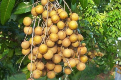 Những ai không nên ăn loại quả được mệnh danh Vua Các Loại Quả