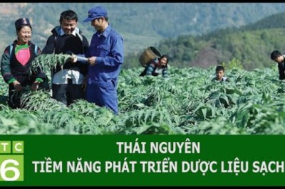 THÁI NGUYÊN: TIỀM NĂNG PHÁT TRIỂN DƯỢC LIỆU SẠCH