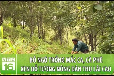 Trồng mắc ca, cà phê xen đỗ tương nông dân thu lãi cao
