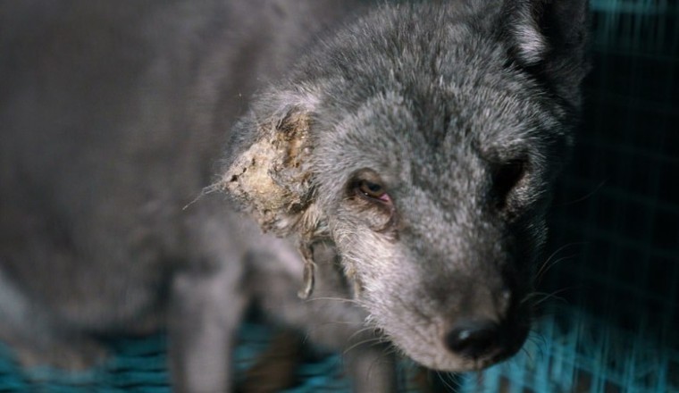 Sự thật tàn nhẫn sau ngành công nghiệp lông thú ở Phần Lan (Phần Lan là nước hạnh phúc nhất thế giới?)