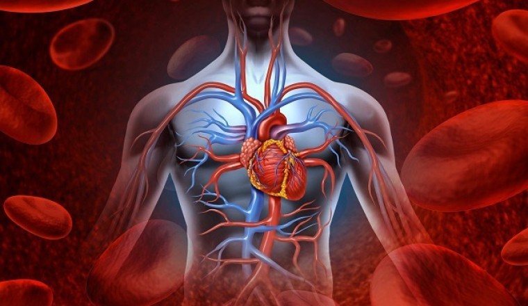 Đi tìm thần dược bên trong cơ thể (Năng lực sửa chữa phục hồi của cơ thể)