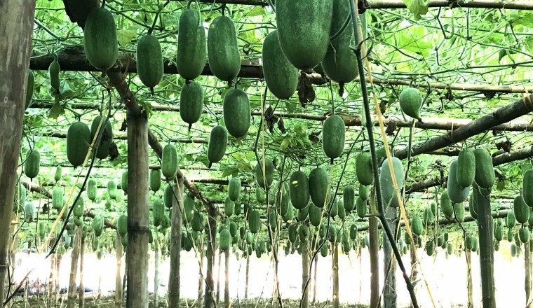 Trồng cây bí xanh thơm đem lại thu nhập cao cho Nông Dân Bắc Kạn