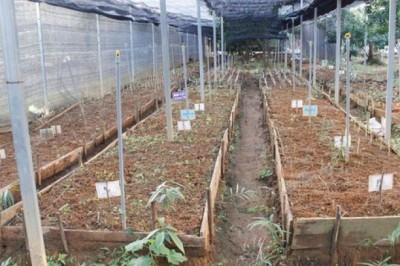 Nỗ lực ngăn cây sâm Lai Châu tuyệt chủng