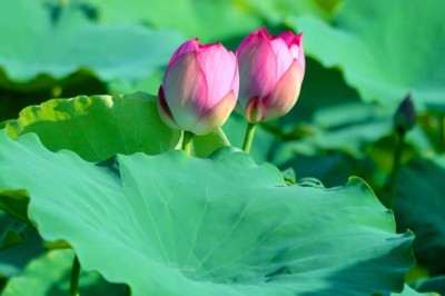 Tác dụng chữa bệnh của Cây Sen