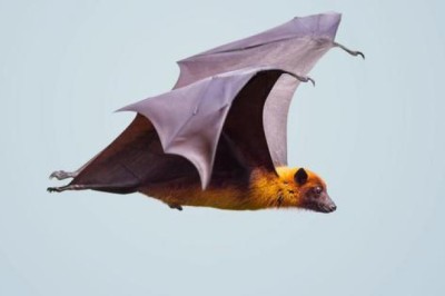 Thông tin về loài dơi 'cáo bay' truyền virus Henipavirus