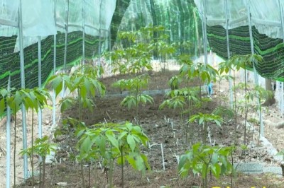 Cây sâm Ngọc Linh trên đất Tênh Phông, Điện Biên