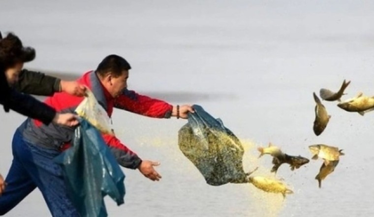 Mù Phật pháp, phóng sinh thành sát sinh