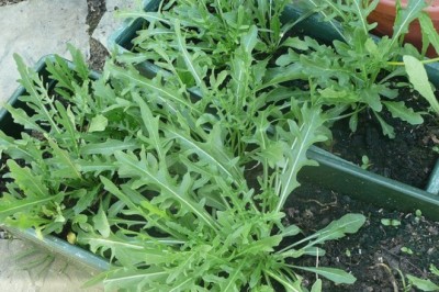 Xà lách rocket, rau arugula, Cải lông, cải rocket công dụng và tác dụng gì?