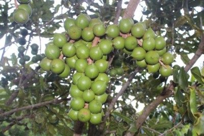 Phá sản 'cây tỷ đô', 'Vua các loại hạt' tại Thanh Hóa