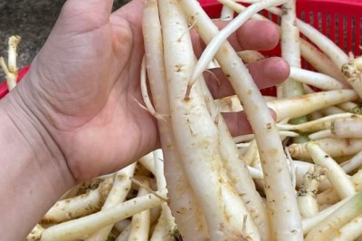 'Thần dược' giá bèo được nhiều người cho là bổ ngang sâm Ngọc Linh ở Quảng Nam: Đảng sâm