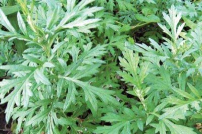 Ngải cứu cây thuốc vị thuốc quý cần thiết cho mọi nhà nhất là phụ nữ mang thai