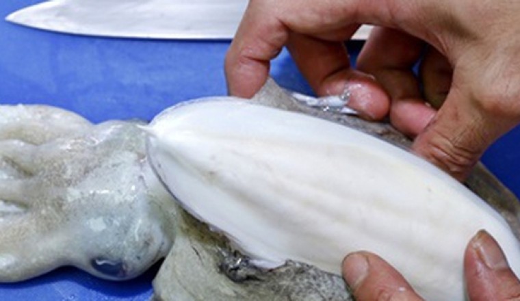 Mai mực, Hải Phiêu Tiêu công dụng và những bài thuốc chữa bệnh
