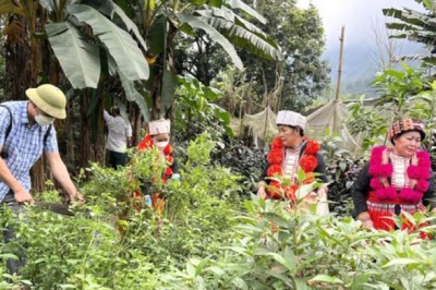 Mô hình trồng cây dược liệu dưới tán rừng, hướng đi mới hiệu quả cho người dân vùng sâu