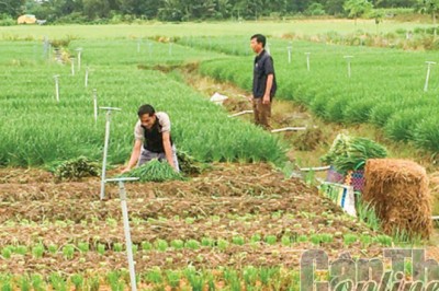 Trồng hẹ giúp nâng cao thu nhập cho nông dân